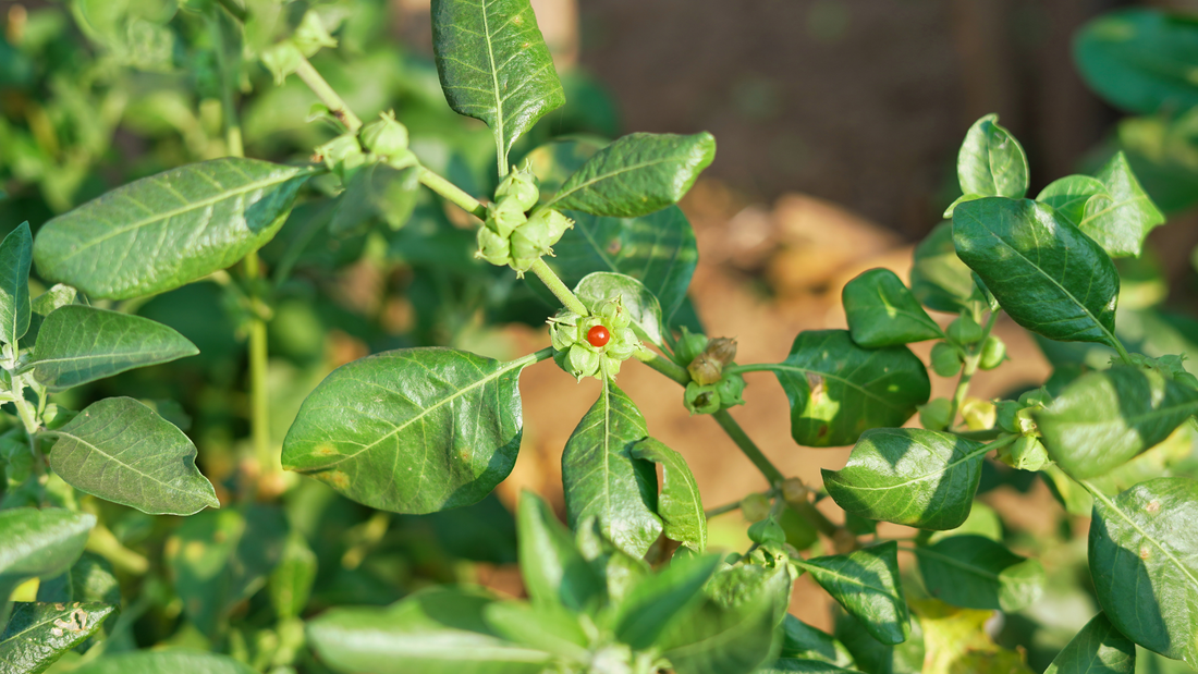 Ashwagandha – działanie, właściwości i kiedy warto ją stosować?