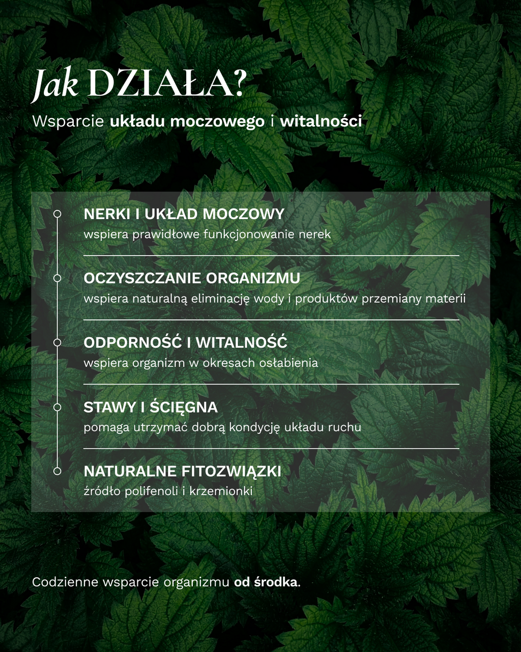 Zestaw Fitokuracja pitna oczyszczająca - Nerki