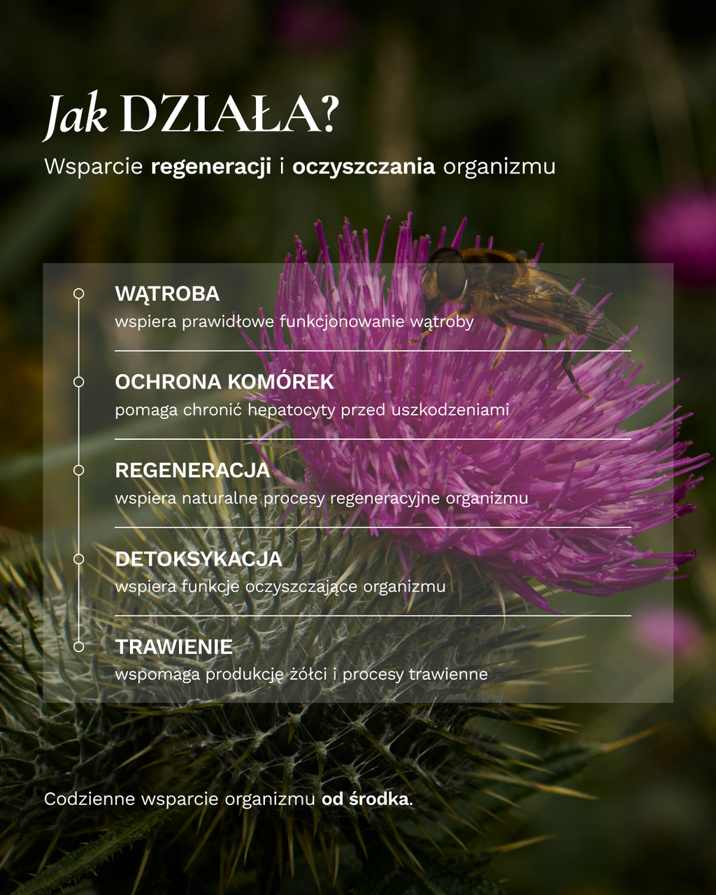 Fitokuracja pitna regenerująca - Wątroba