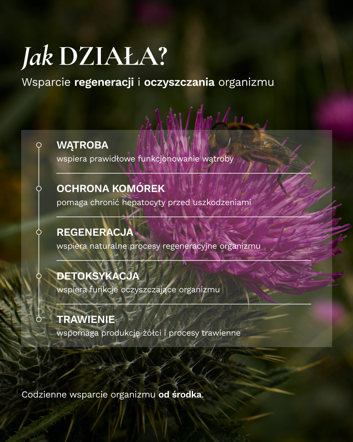 Fitokuracja pitna regenerująca - Wątroba