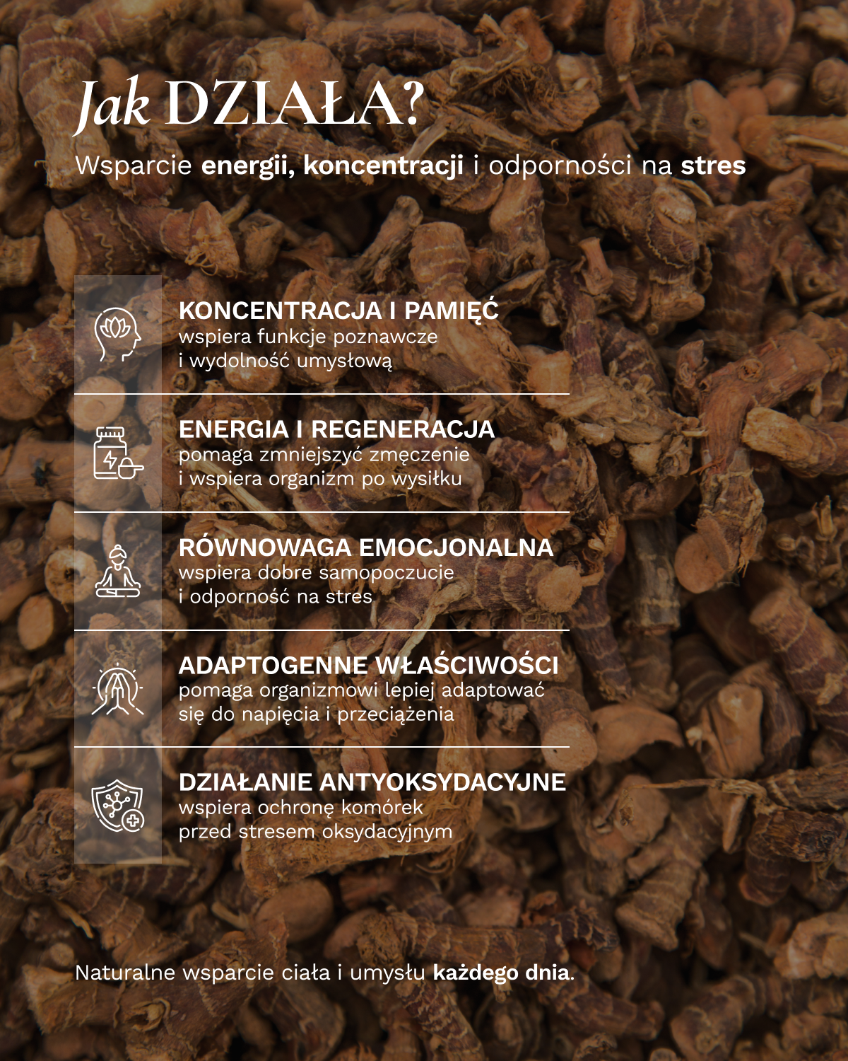 Różeniec Górski korzeń 100g