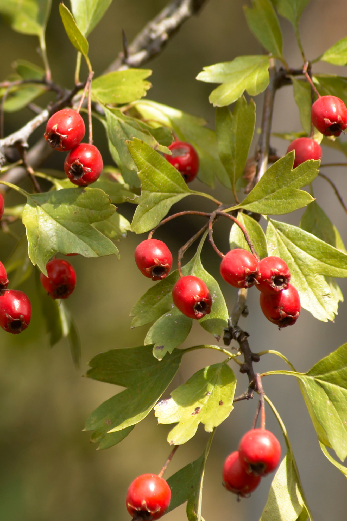Fitokuracja pitna wzmacniająca - SERCE glog_foto