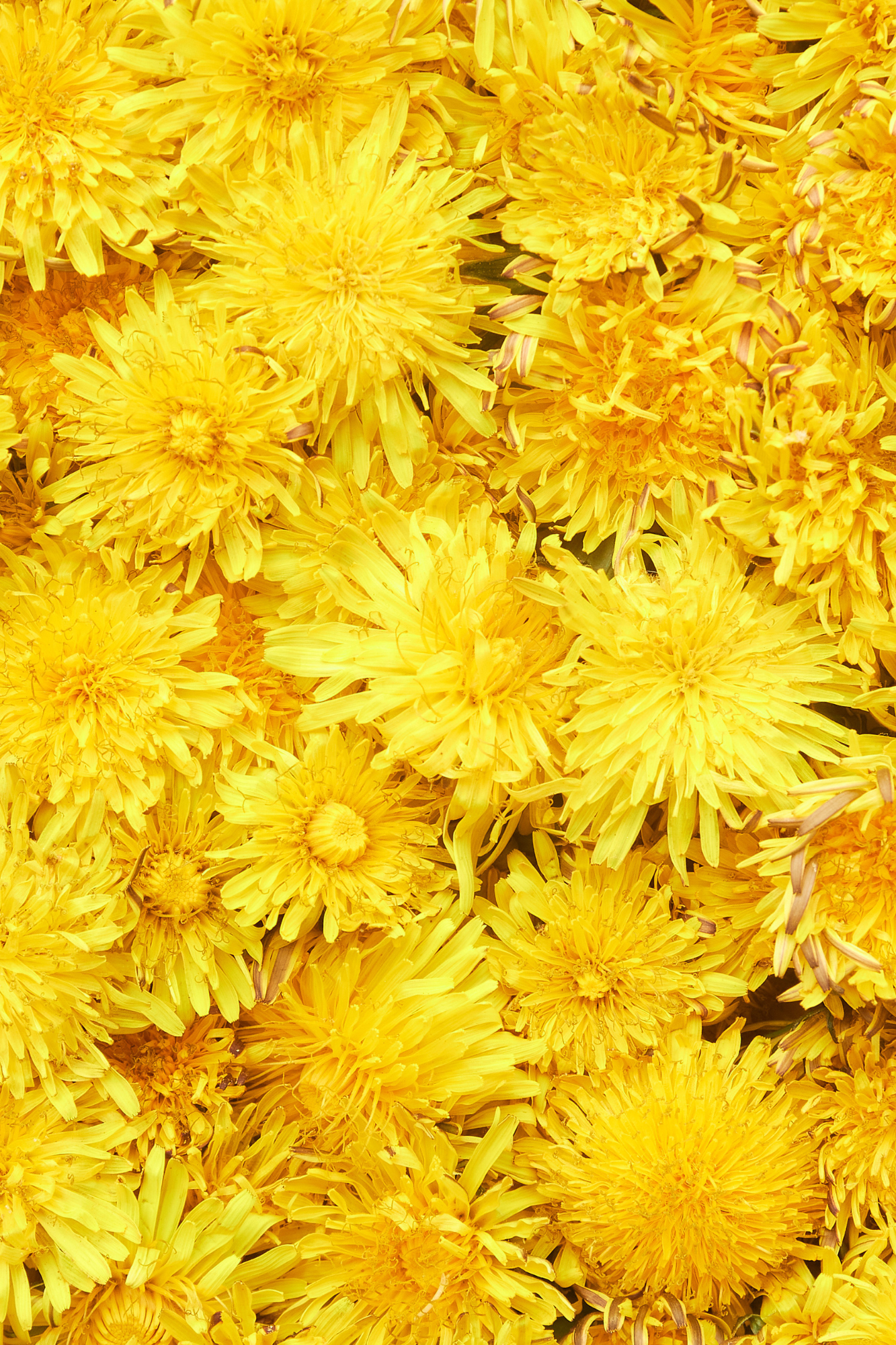 Fitokuracja pitna wzmacniająca - SERCE mniszek_lekarski