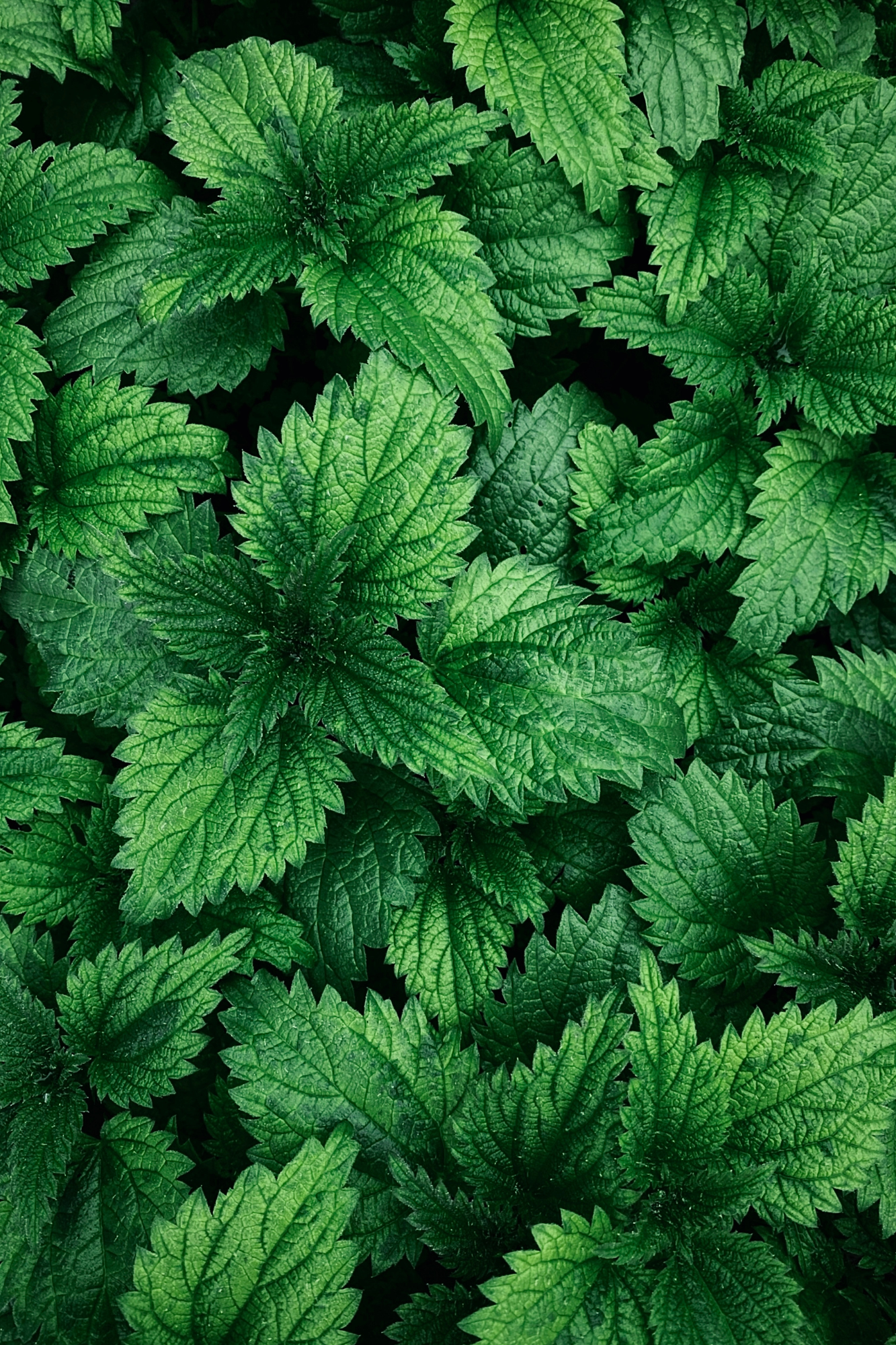 Fitokuracja pitna oczyszczająca - NERKI pokrzywa_foto