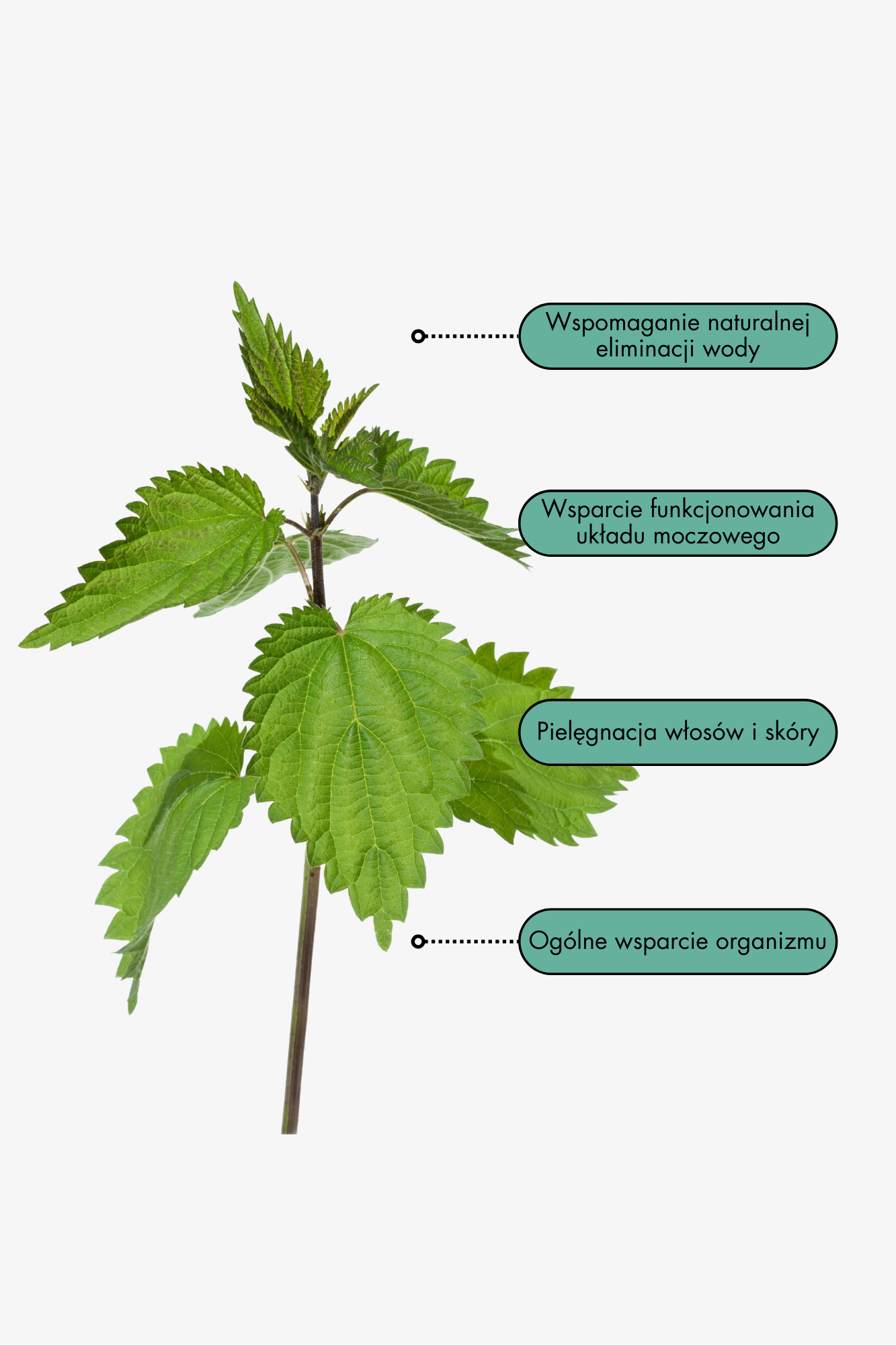 Fitokuracja pitna oczyszczająca - NERKI pokrzywa_info